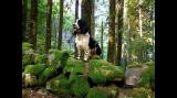 hannhund i skog